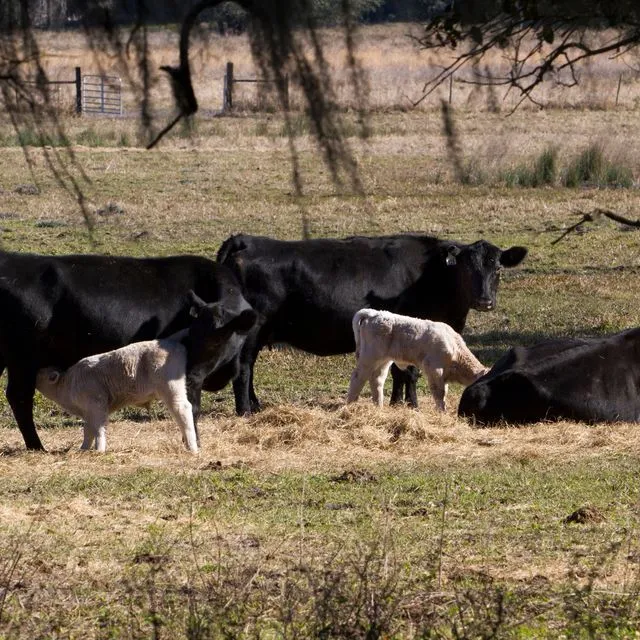 thumbnail for publication: Analysis of the USDA’s 2017 Cow-Calf Management Practices Results: Part 1—Calf Crop and Calving Distribution